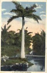 A Royal Palm Scenic, FL Postcard Postcard