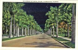 An Avenue Of Royal Palms, In Beautiful Florida Scenic, FL Postcard Postcard