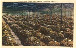 Interior of a Loose Leaf Tobacco Warehouse Postcard