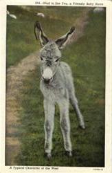 Glad to See You, a Friendly Baby Burro Postcard