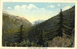 In The Forest Home Country Postcard