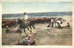 Cowboys Branding Calfs, Cattle Postcard