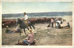 Cowboys Branding Calfs, Cattle Cowboy Western Postcard Postcard