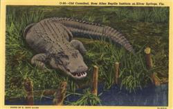 Old Cannibal, Ross Allen Reptile Institute Postcard