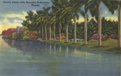 Stately Palms with Beautiful Reflections Postcard