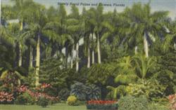 Stately Royal Palms and Flowers Scenic, FL Postcard Postcard