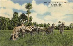 Grant and Chapman Zebras at Africa Postcard