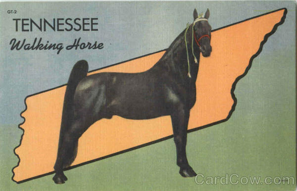 Tennessee Walking Horse Horses