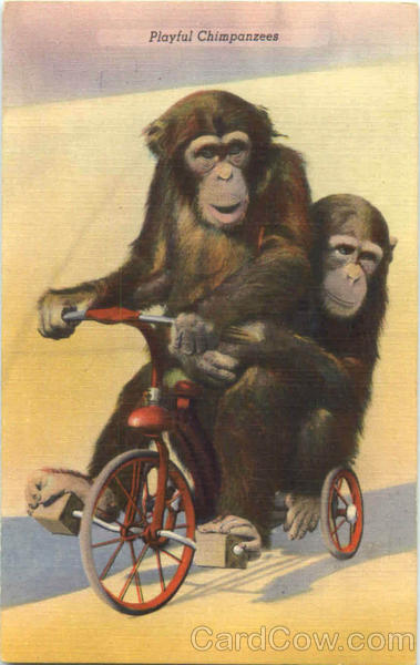 Playful Chimpanzees Monkeys