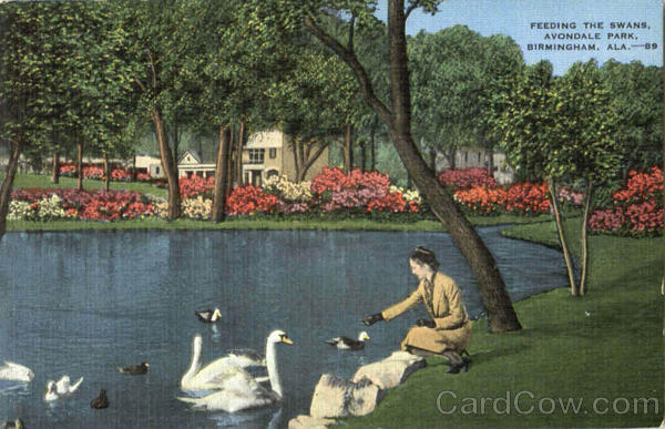Feeding The Swans, Avondale Park Birmingham Alabama