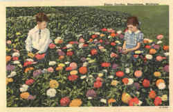 Zinnia Garden Postcard