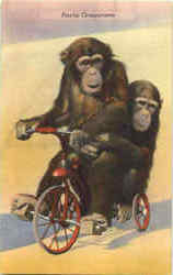 Playful Chimpanzees Postcard