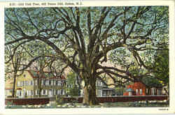 Old Oak Tree Postcard