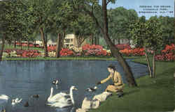 Feeding The Swans, Avondale Park Postcard