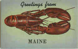 Greetings From Maine Lobster Postcard
