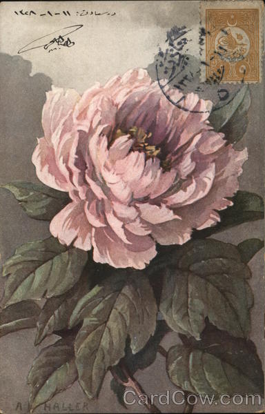 Pink Flower Bloom A. Haller Flowers