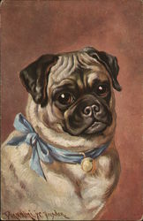 Pug Puppy Dog Dogs Postcard Postcard