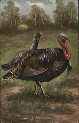Wild Turkeys Postcard