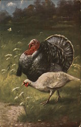 A Pair of Turkeys Postcard