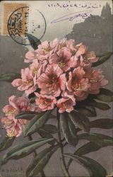 Rhodedendron Flower Flowers Postcard Postcard