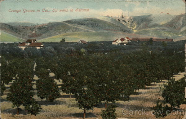 Orange Groves with Oil Wells in the Distance California