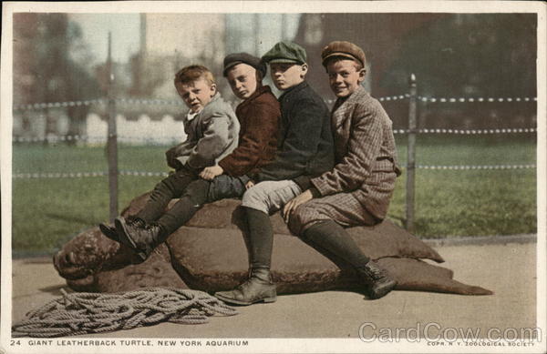 Giant Leatherback Turtle, New York Aquarium