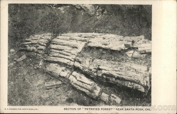 Section of Petrified Forest Santa Rosa California