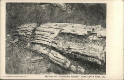 Section of Petrified Forest Santa Rosa, CA Postcard Postcard Postcard
