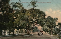 California Live Oak, Orange Grove Avenue, Pasadena Postcard Postcard Postcard