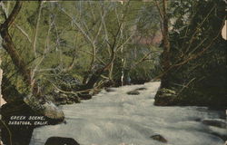 Creek Scene Postcard