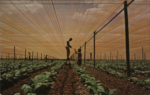 Tobacco Fields Florida Tobacco Fields Florida
