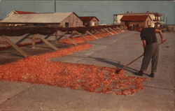 Sun Drying Shrimp Farming Postcard Postcard Postcard