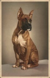 Portrait of a Boxer Dogs Postcard Postcard Postcard