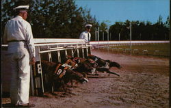 Greyhound Racing Postcard