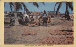 Sponge Auction Key West, FL Postcard Postcard Postcard