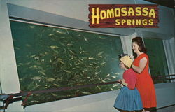 Nature's Fishbowl Spring Homosassa Springs, FL Postcard Postcard Postcard