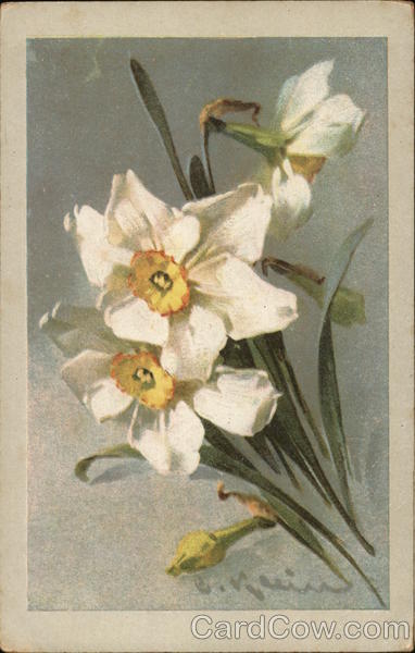 White Flowers C. Klein