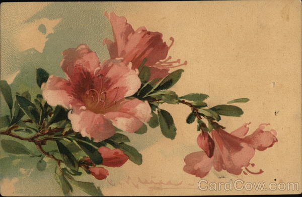 Pink Flowers with Buds and Green Leaves C. Klein