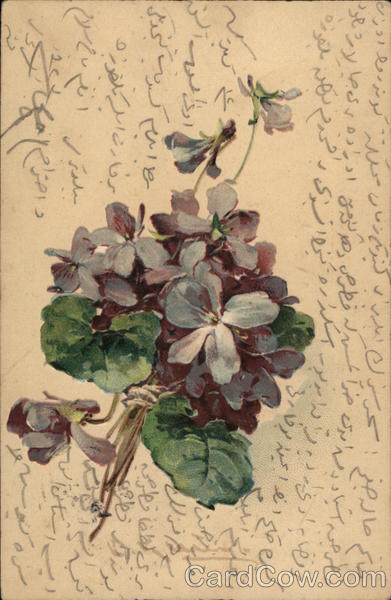 African Violets C. Klein