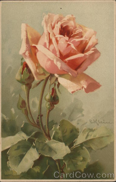 Pink Rose C. Klein