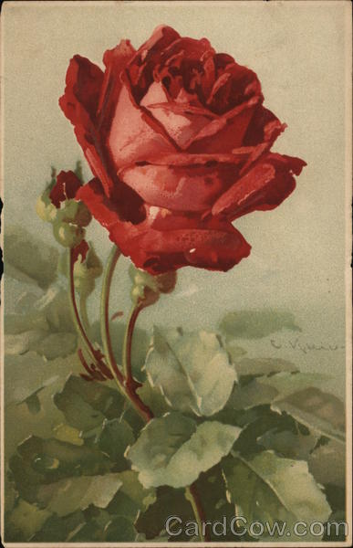 Red Rose C. Klein