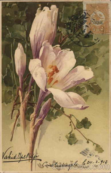 White Flowers C. Klein