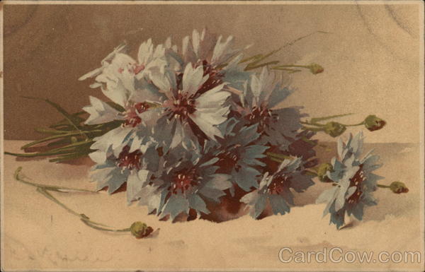 Wildflowers C. Klein