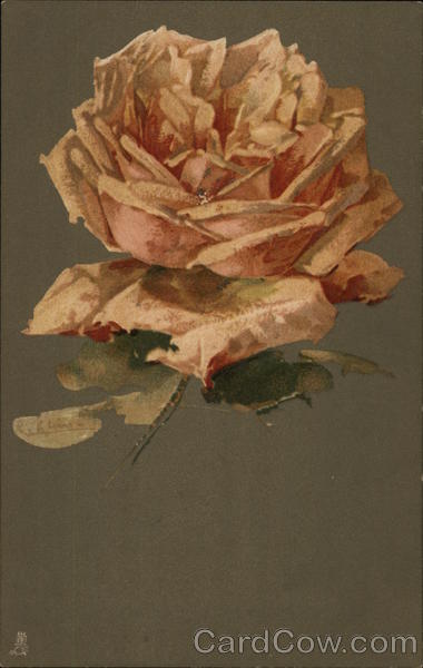 Closeup of Solitary Pink Rose C. Klein