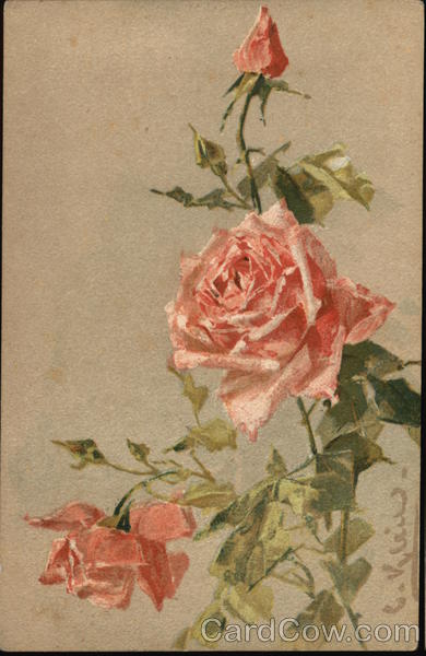 Pink Roses C. Klein