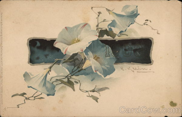 Morning Glory C. Klein