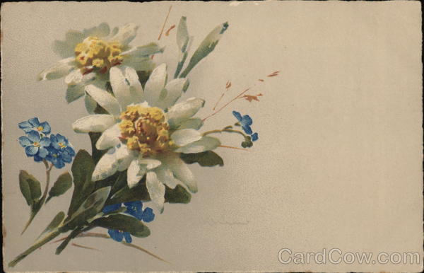 White Daisies and Forget-Me-Nots C. Klein