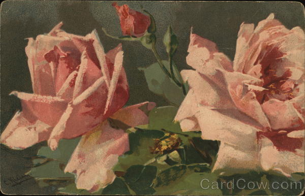 Pink Roses C. Klein