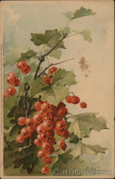 Red Berries with Black Dots C. Klein