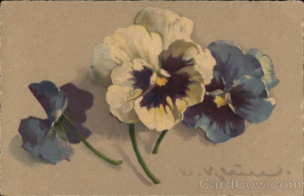 Pansies C. Klein